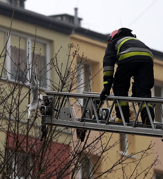 Mewa wisiaa na drzewie niczym bombka na choince! Zwierze uratowali straacy!