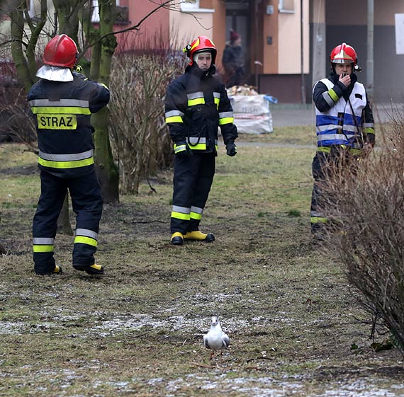 Mewa wisiaa na drzewie niczym bombka na choince! Zwierze uratowali straacy!