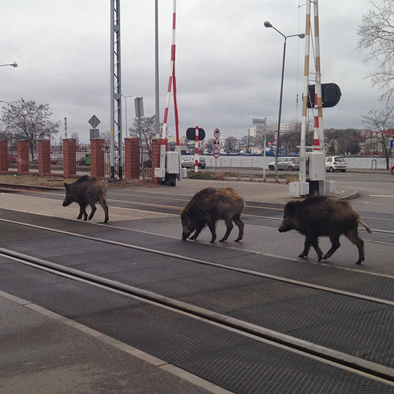 Uwaga na dzikich samobjcw na Warszowie!