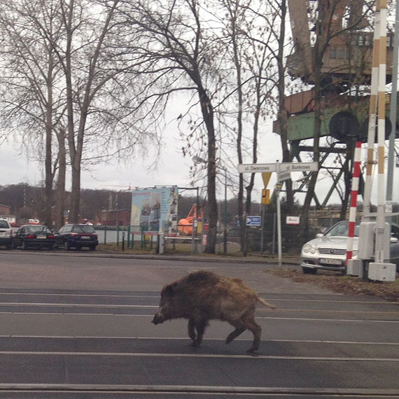 Uwaga na dzikich samobjcw na Warszowie!