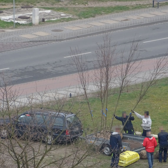 Czytelnik: Dlaczego nowy supermarket sponsoruje drzewa mieszkacom bloku przy ulicy Chrobrego?