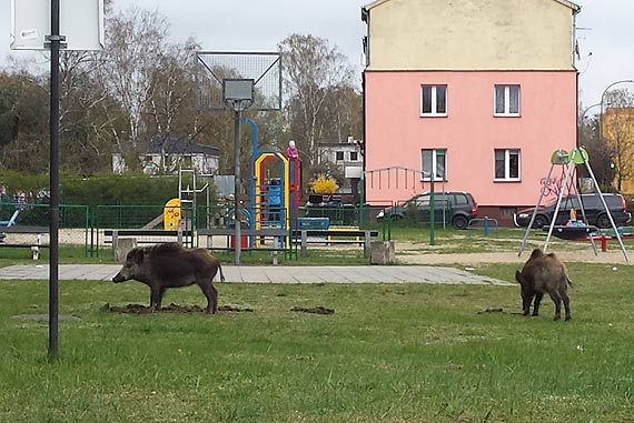 Czytelnik: Dziki opanoway plac zabaw na Warszowie! Przeraone dzieci ucieky na drabinki!
