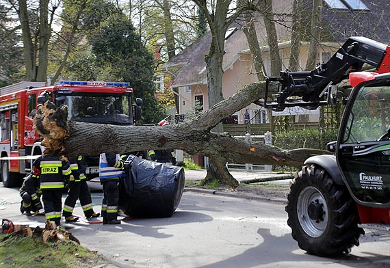 Sprchniae drzewo spado na dwa samochody przy ulicy Konopnickiej! Pomogli straacy oraz... adowarka z Paulhurtu!