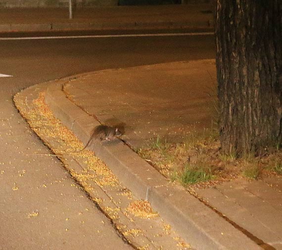 S wielkie, szybkie i bardzo agresywne! Czy ju niedugo przejm kontrol nad naszym miastem?