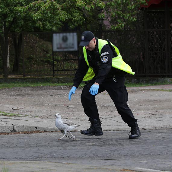 Ptak yje, ale potrzebuje pomocy czowieka