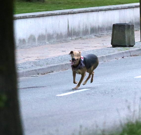 Z flag ameryki bieg po wolno! Przez ponad godzin policjanci wraz z hyclem i wacicielk, prbowali zapa psa!
