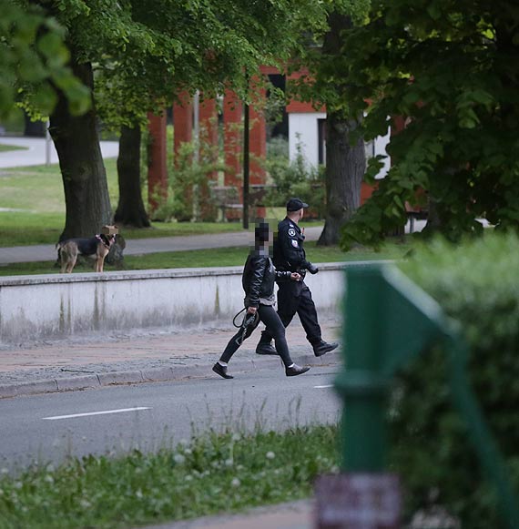 Z flag ameryki bieg po wolno! Przez ponad godzin policjanci wraz z hyclem i wacicielk, prbowali zapa psa!