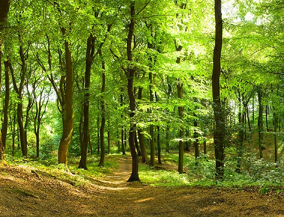 Poradnik Bezpieczne Wakacje w Lesie, w Miecie