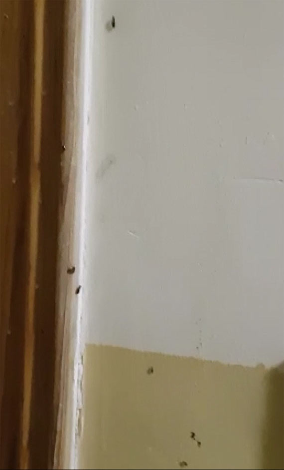 Zbiera w mieszkaniu mieci i nic nie mona jej zrobi. Caa nadzieja w sdzie