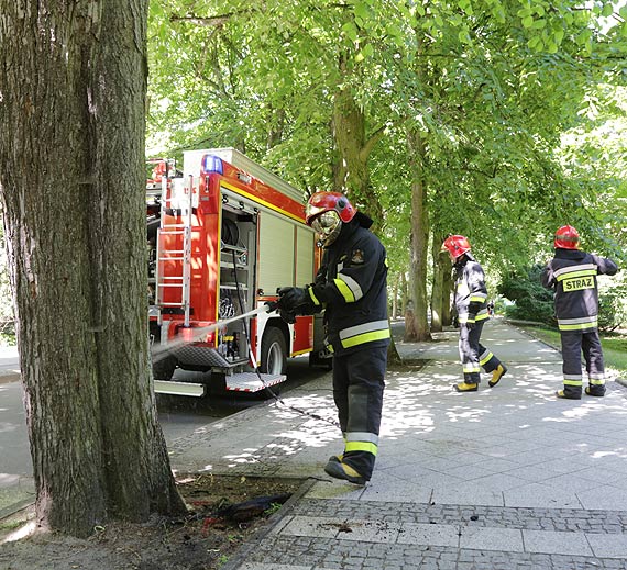 Przy Pisudskiego zapalio si drzewo! Straakw ubieg jeden z mieszkacw! 