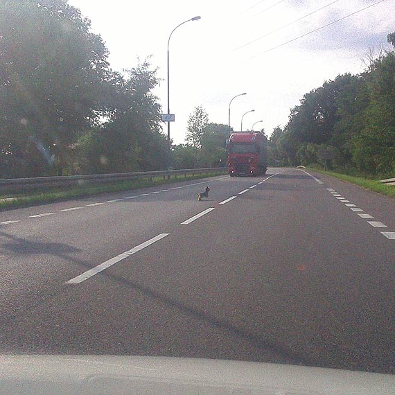 Cezar szuka waciciela - york na szosie do winoujcia