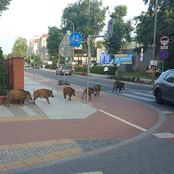 niadanie na promenadzie? Stado dzikw grzecznie przechodzi po pasach