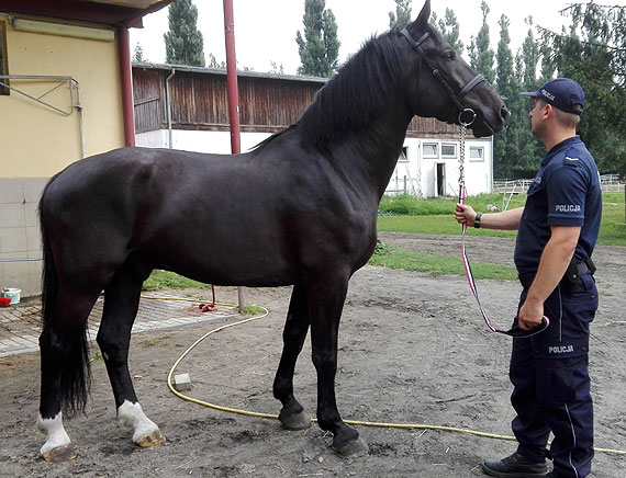 Karmel- nowy ko zasili szeregi zachodniopomorskiej policji