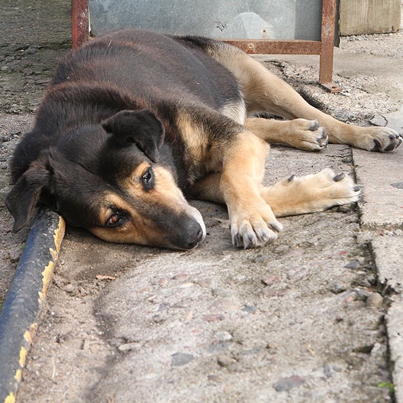 I po Bolku? Przeciwnicy pomysu napisali do magistratu