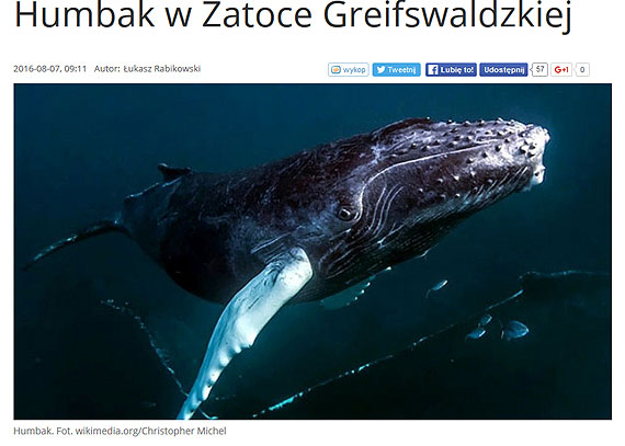 Humbak w Zatoce Greifswaldzkiej