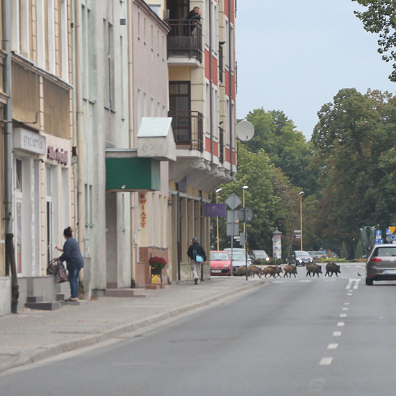 Dziki na betonowym placu! Ludzie uciekali w popochu! Zobacz film!