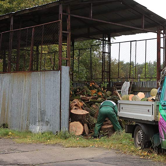 Silny wiatr ama drzewa jak zapaki. Gdzie trafia drewno pozyskane wskutek wichury?