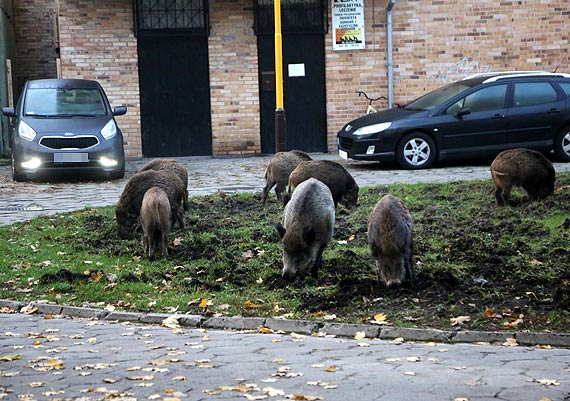 Dziki zaczynaj przejmowa kontrol nad osiedlem... Zobacz film!