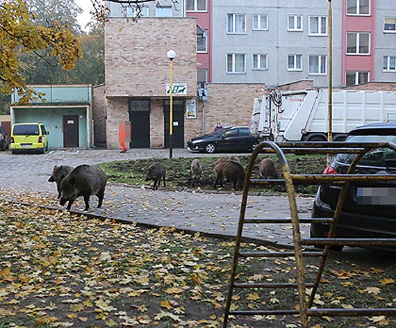 Dziki zaczynaj przejmowa kontrol nad osiedlem... Zobacz film!