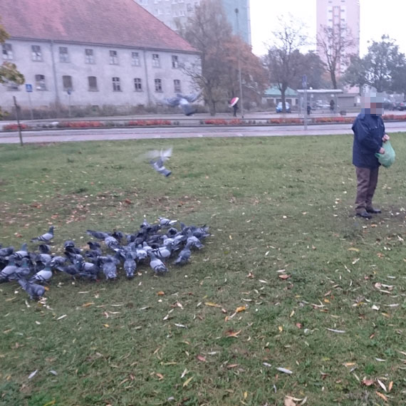 Mieszkaniec: Wszyscy maj ju do tych ”ptaszyde”. Moe w kocu stra miejska zacznie kara dokarmiajcych?