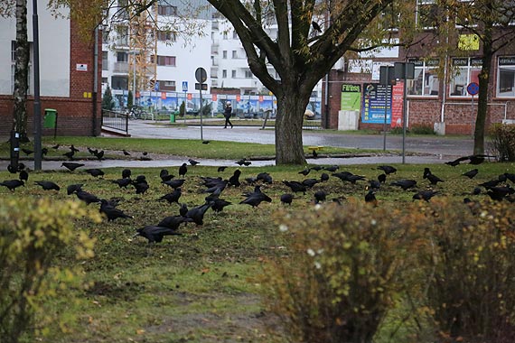 Wielkie porzdki przed Urzdem Miasta. Zobacz film!