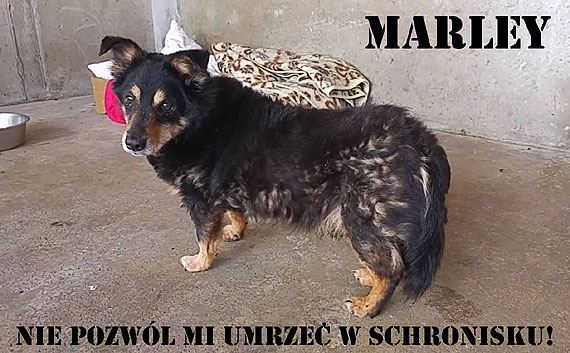 Nie pozwlmy Marleyowi umrze w schronisku!