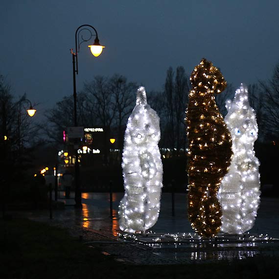 W tym roku koniki morskie zamieszkay na promenadzie