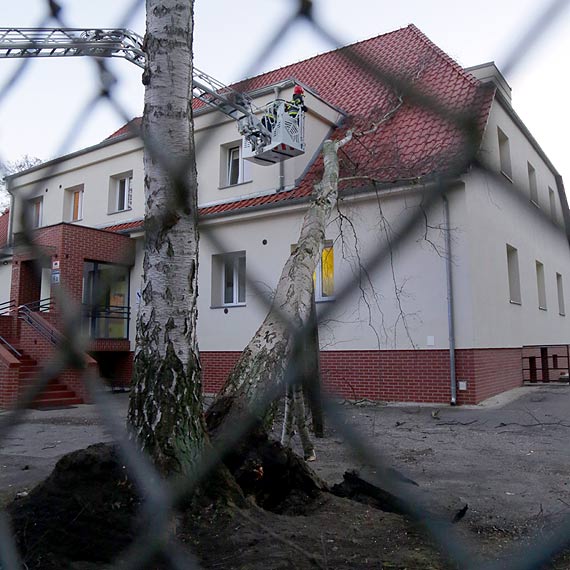 Drzewo spado na budynek przy ulicy Kapitaskiej! Zobacz film!