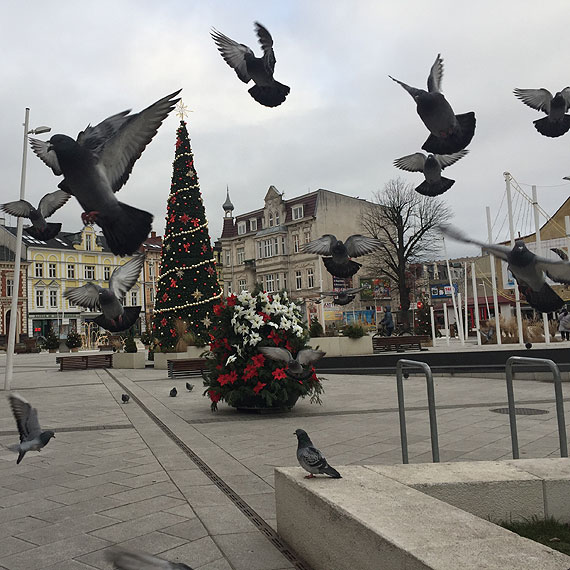 winoujski Plac Wolnoci niczym krakowski rynek! Wygodniae gobie prosz przechodniw o jedzenie!