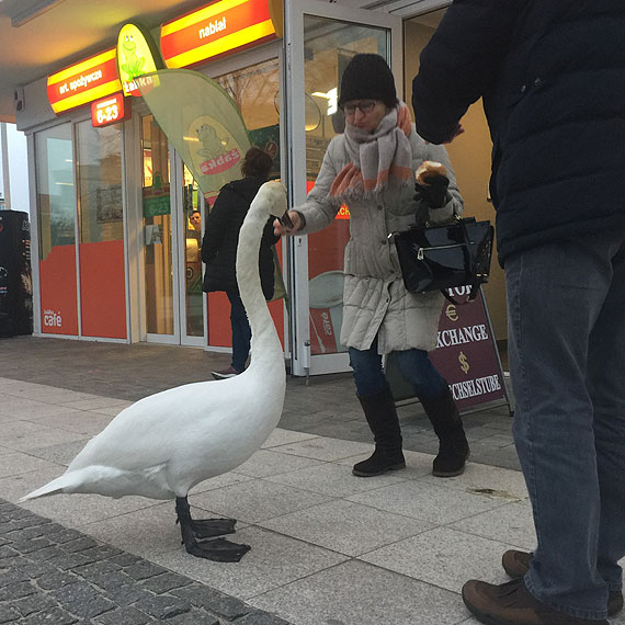 abdzie coraz czstszymi gomi promenady! Godne ptaki prosz turystw o jedzenie!