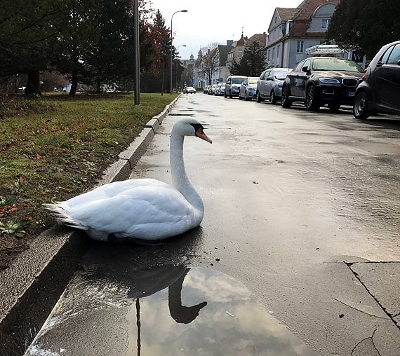 abd siedzcy na ulicy potrzebuje pomocy... Czytelnik: Suby s bezradne