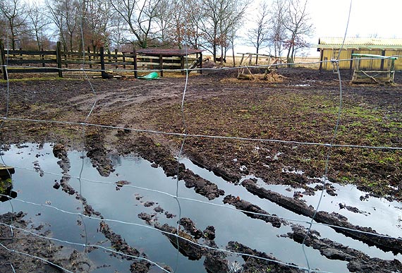 Czytelnik alarmuje: "Zwierzta stoj w bocie, bez wody i jedzenia". Kto dba o farm w unowie?