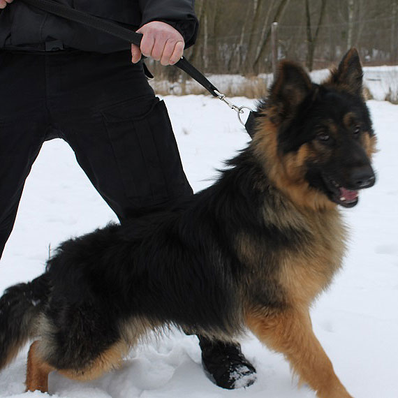 Dzie szkoleniowy czworononych funkcjonariuszy szczeciskiej Policji