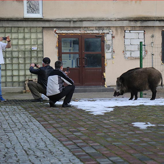 Selfik z dzikiem? Takie rzeczy tylko w winoujciu! Zobacz film!