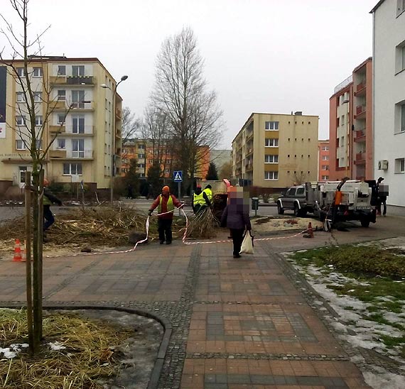 Czytelnik w sprawie wycicia topoli: Czy nasz Urzd Miasta specjalnie wycina drzewa w centrum?!