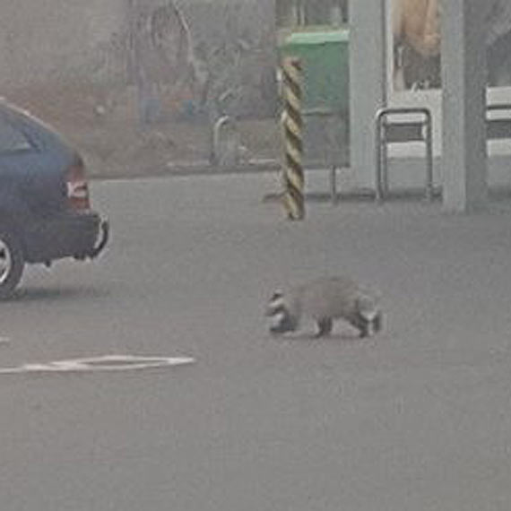 Borsuk spaceruje przy Lidlu