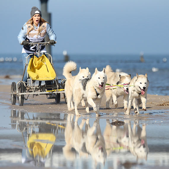 Ponad 300 psw Husky ciga si w Baltic Lights. Zobacz film! 