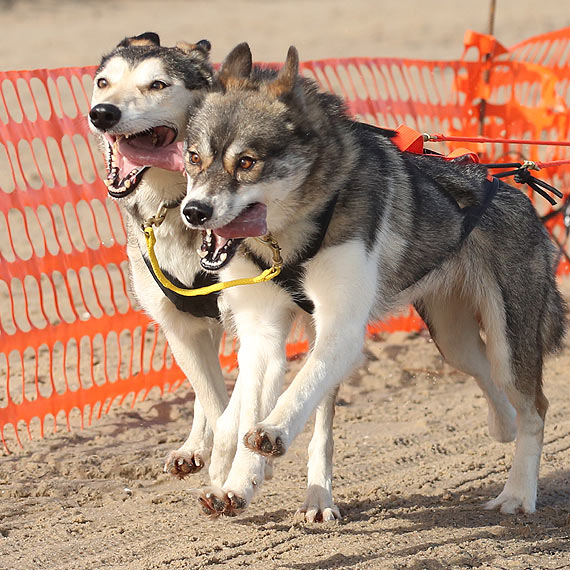 Ponad 300 psw Husky ciga si w Baltic Lights. Zobacz film! 