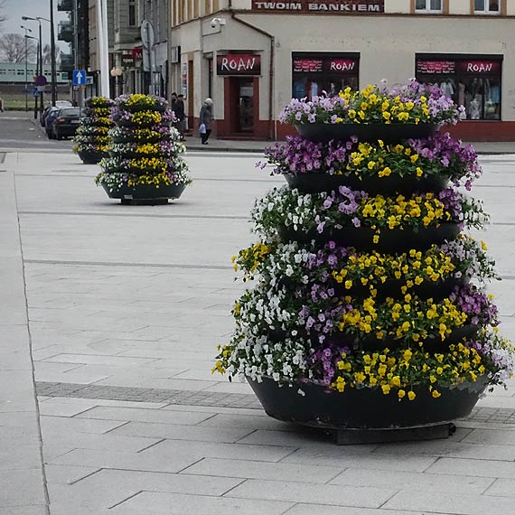 Międzyzdroje mają pawia. A my?