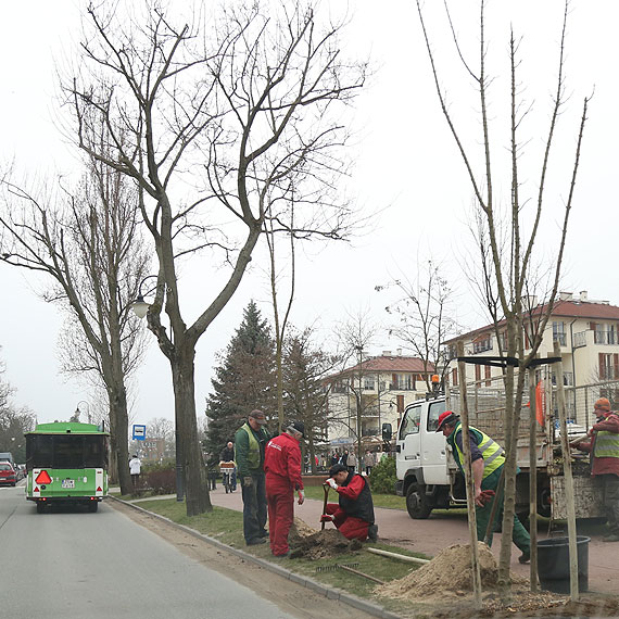 Najpierw wycinali, teraz sadz! Do czerwca w caym miecie posadz 64 drzewa