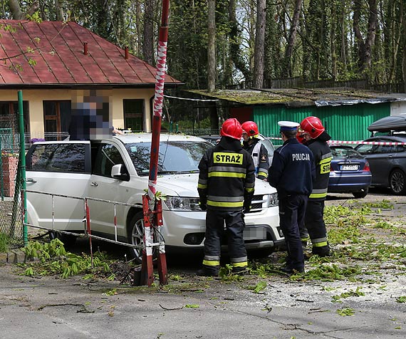 Drzewo spado tu obok zaparkowanego samochodu!