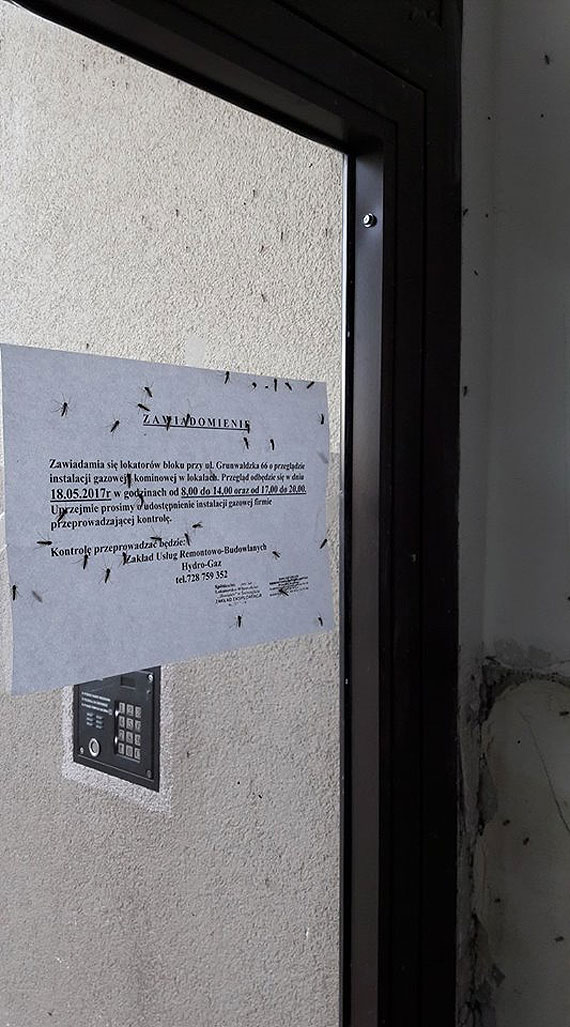 Komary w natarciu! Mieszkacy pytaj: Co z tym odkomarzaniem?