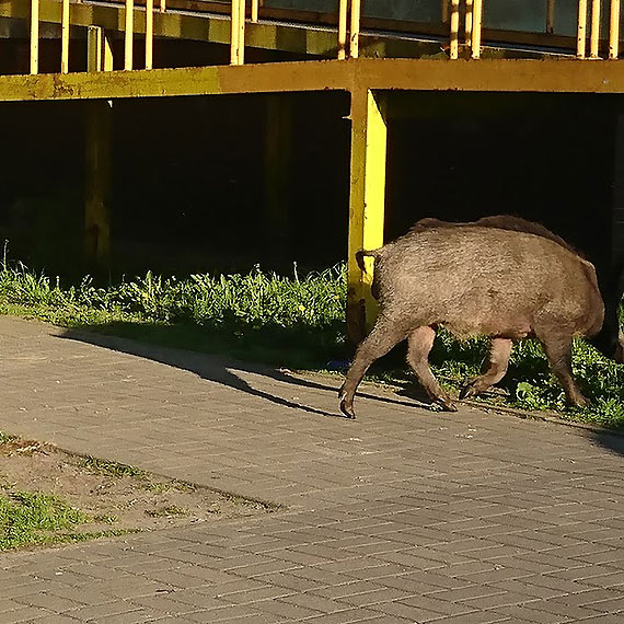 Dziki nie wyprowadziy si z Warszowa