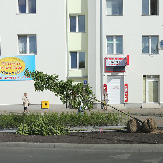 Przy rondzie posadzili klony i wierzby