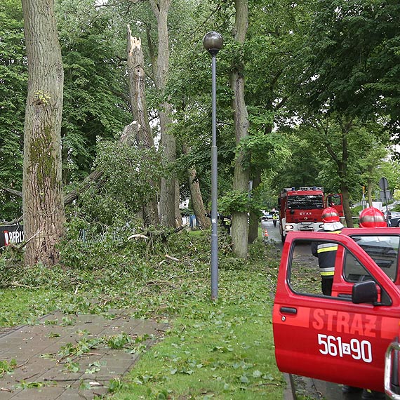 O krok od tragedii. Przy Chrobrego spadajce na chodnik drzewo mogo zabi 70- letniego obywatela Niemiec! Zobacz film!