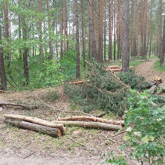 Na Wielkopolskiej drzewa lec jak zapaki. Czytelnicy pytaj o wycink