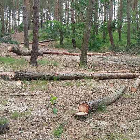 Na Wielkopolskiej drzewa lec jak zapaki. Czytelnicy pytaj o wycink