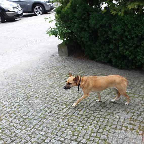 Przestraszony biega po rondzie, teraz w schronisku czeka na waciciela 