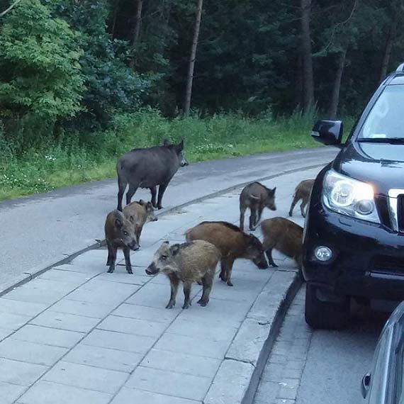 Dziki nadal jedn z atrakcji turystycznych? Rzecznik: Zatraciy swj naturalny instynkt