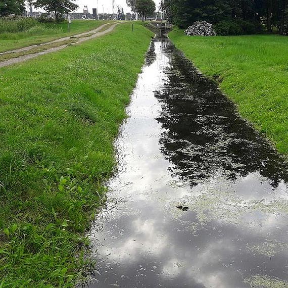 Czytelnik: Tak miasto „walczy” z komarami. Rowy melioracyjne pene wody